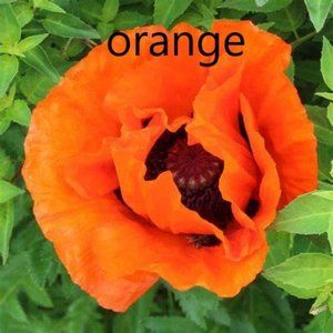 Happy poshing to you!